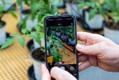 Smartphone fent una foto a unes plantes