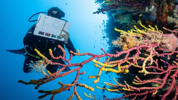 Ciencia ciudadana para mitigar la crisis ambiental en el medio marino