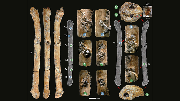 Whistles and flutes from 12,000 years ago