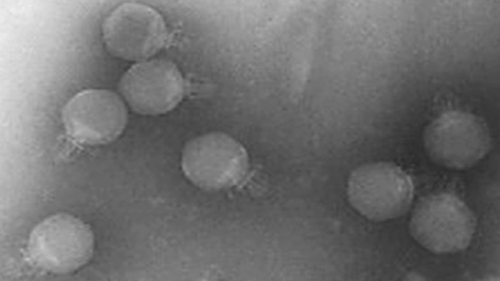 New viruses identified in Barcelona wastewater's