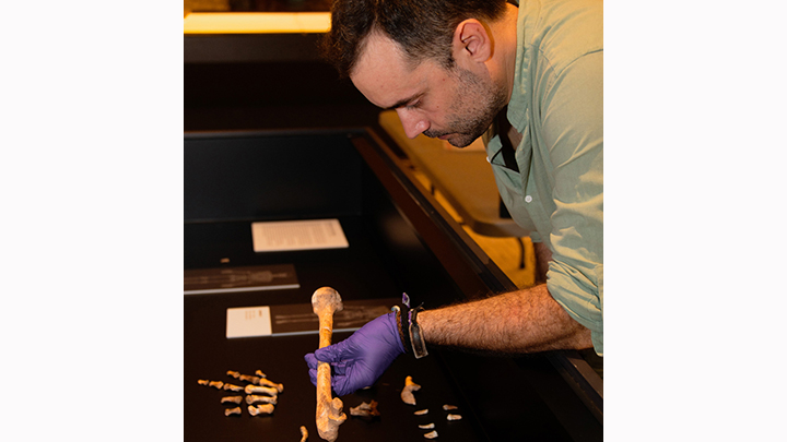 El Dr. Morales con el húmero neandertal de la cueva Simanya en la sede del Museo de Arqueología de Cataluña (MAC). Autoría: Maria D. Guillén, IPHES.