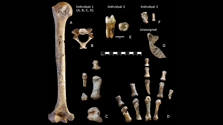 Figura de les restes de neandertal dels tres individus, publicades a la revista Frontiers in Earth Science. Autoria: MNCN-CSIC, IPHES.