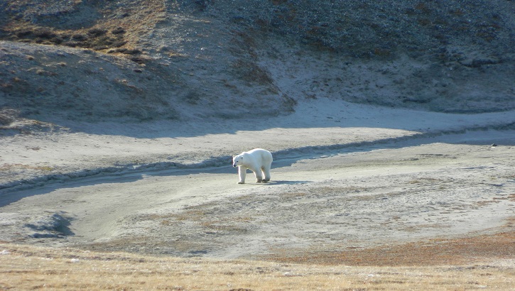 Os polar en el parc natural al nord-est de Groenlàndia. Foto: Julia Garcia.