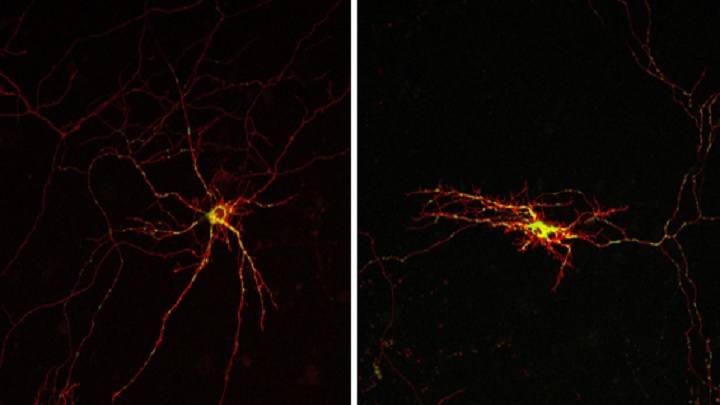 L'estudi dirigit per la UB, l’IBMB-CSIC i el CIBERNED revela un mecanisme decisiu relacionat amb la mort neuronal i les alteracions motores en els mamífers més evolucionats, que podria ajudar a lluitar contra malalties neurodegeneratives. Imatge: <i>Science Signaling</i>