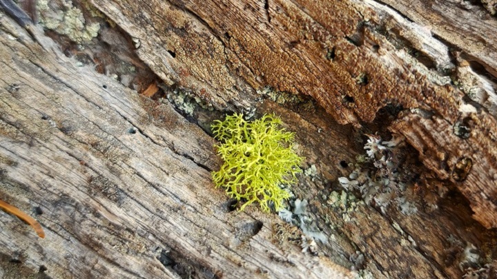 The longest-lived trees in the Pyrenees facilitate the survival of wolf lichen, a species threatened throughout Europe. Photo: Ot Pasques 