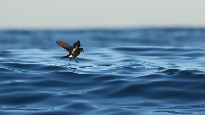 The SEAGHOSTS project will improve the study and protection of northern storm petrels —the world's smallest and most elusive seabirds— as part of the European BiodivMon call funded by Biodiversa+. Credit: Victor Paris 