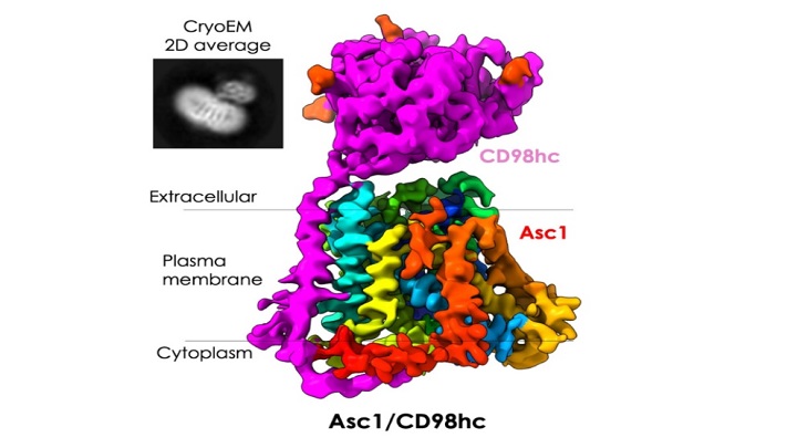 The discovery of the structure and mechanism of action of the Asc1/CD98hc protein, which is the in-and-out pathway of neurons for crucial amino acids in cognitive processes, could help in the design of drugs against schizophrenia, stroke and other neurological diseases.