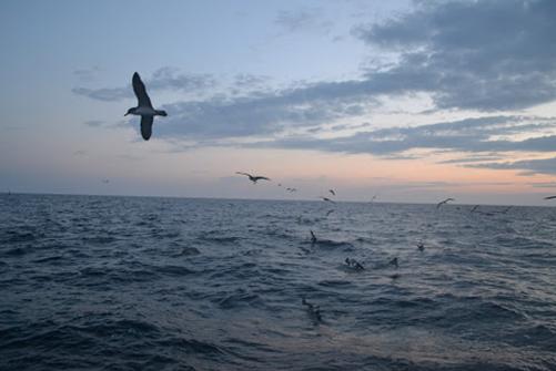 El projecte científic vol fomentar estratègies de pesca que siguin més sostenibles amb el medi marí. 