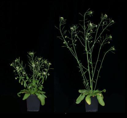 Imatges de la planta <i>Arabidopsis thaliana</i> (varietat nana i normal).  