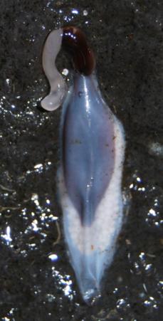 The study describes the unusual reproductive strategy of the species <i>Antarctonemertes riesgoae</i>. Image: Sergi Taboada, UB 