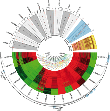 La figura mostra esquemàticament les diferències en el locus HLA-DPA1, la metilació del DNA i l'expressió genotípica de les dades d'afroamericans (marró), caucàsics americans (rosa) i han sinoamericans (groc).