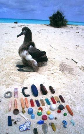 La contaminació per plàstics és una amenaça per a ocells marins de latituds d’arreu del món. A la imatge, fragments de plàstics trobats en els albatros a l’illa de Hawaii. Foto: Jacob González-Solís 