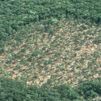 Els autors destaquen en l’informe que una gestió adaptada als canvis ambientals pot ser crucial per contribuir a la conservació dels boscos ibèrics. Foto: Carles Gracia