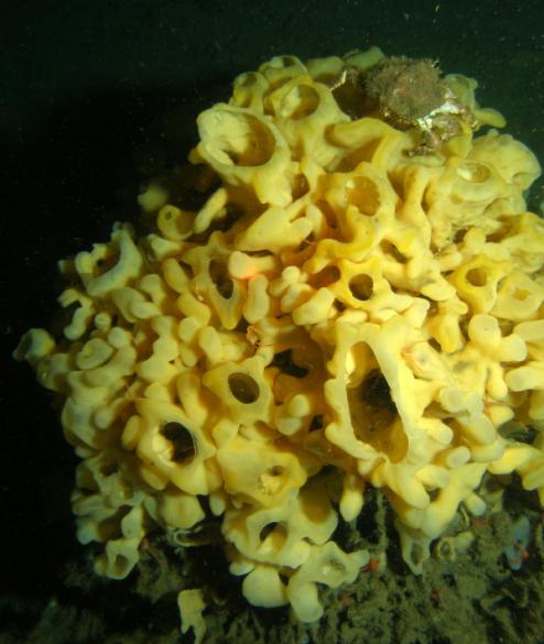 Les esponges o porífers, de les quals es coneixen al voltant de 8.000 espècies, es consideren el fílum més basal dels metazous. Foto: <i>Aphrocallistes vastus</i>, Jackson Chu 