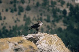 L'àliga perdiguera és una de les aus rapinyaires més representatives —i també més amenaçades— de la regió mediterrània.