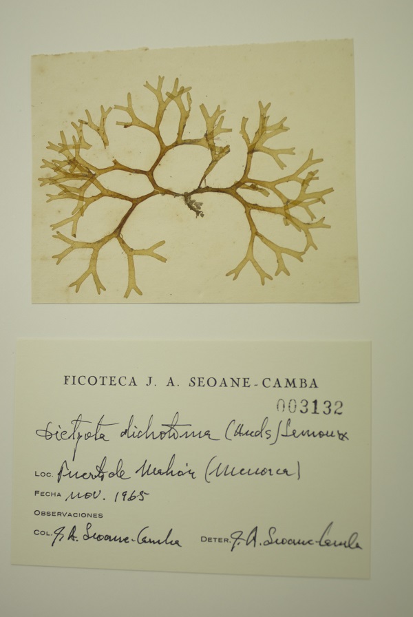 L’herbari donat conté prop de 2.300 espècimens recollits pel catedràtic Juan Antonio Seoane. Foto: <i>Dictyota dichotoma</i>