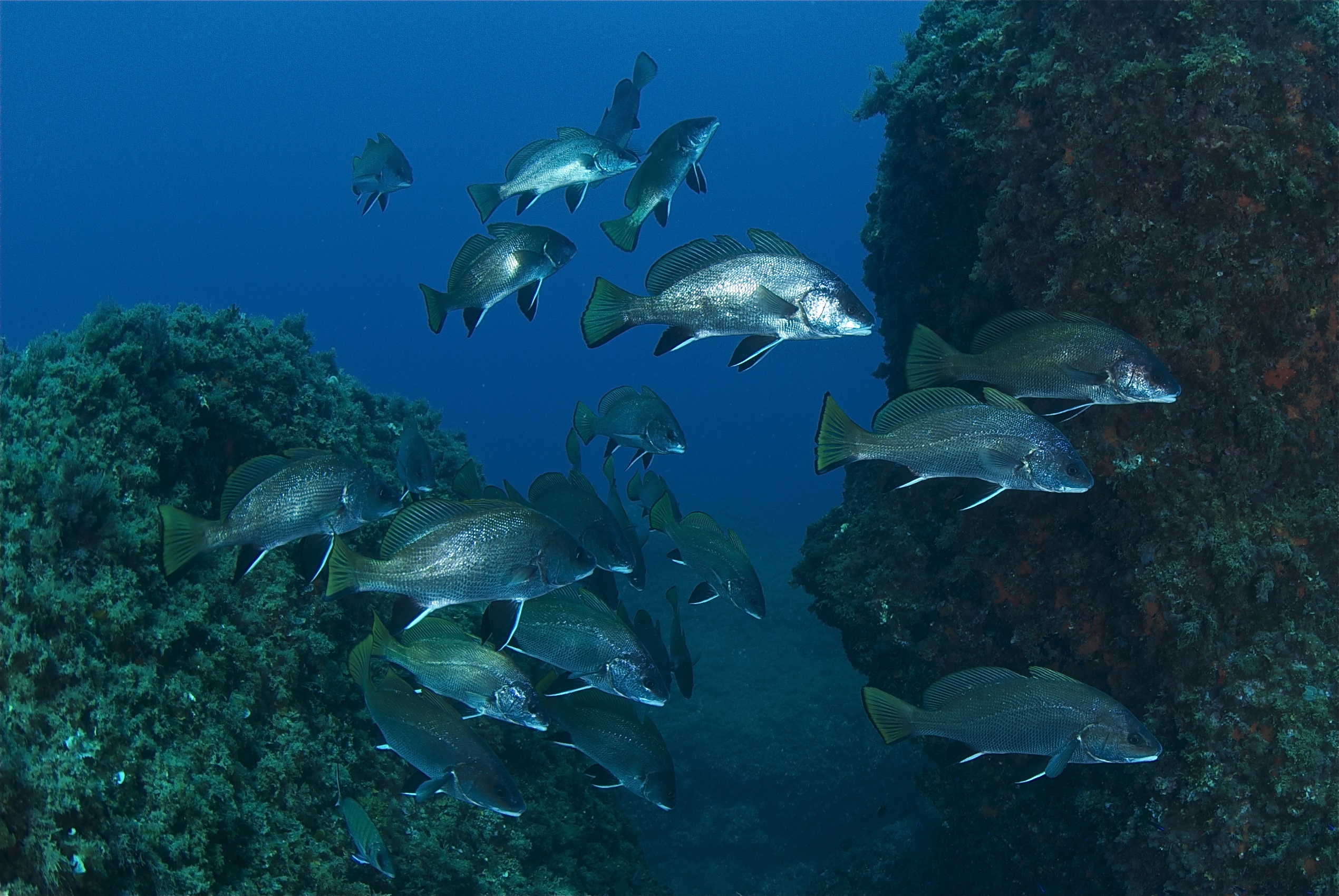 the movement of many species creates a great connectivity of fish populations between the different protected marine areas.