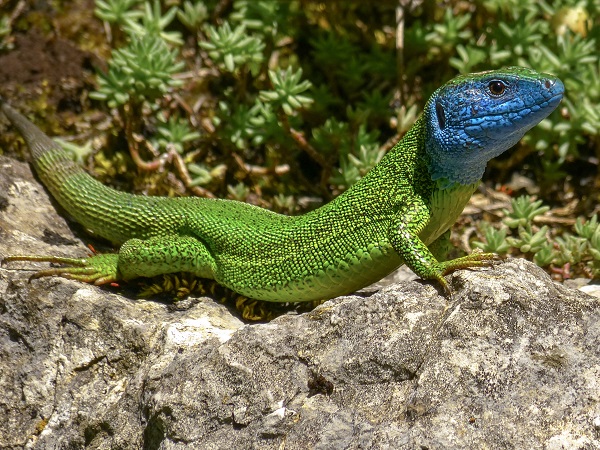 Green lizards of the genera <i>Lacerta</i> and <i>Timon</i> are reptiles common in the Mediterranean basin and surrounding areas of the European continent, North Africa and Asia. Photo: Birgit & Peter Oefinger