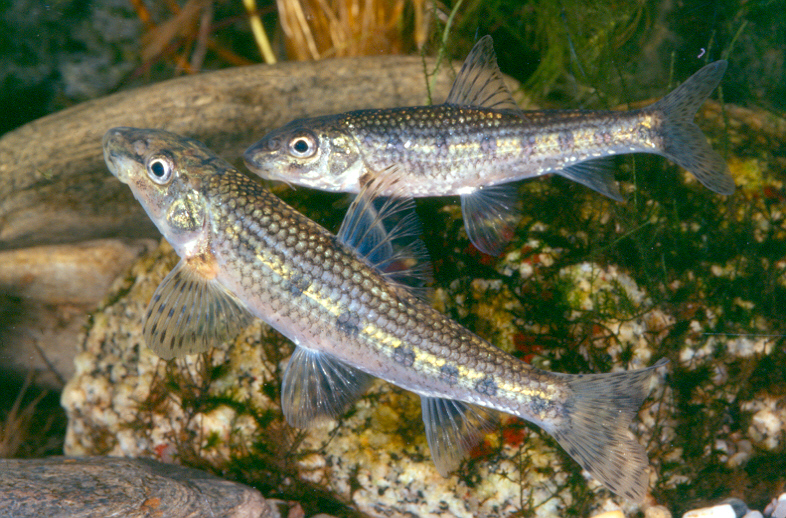 Les anomenades espècies translocades poden arribar a ser tan problemàtiques per als peixos autòctons com els peixos exòtics, segons el nou trebal. Foto: Adolf de Sostoa.