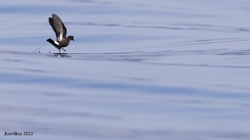 The European storm petrel is a long-lived species highly sensitive to threats affecting the adult survival. Image: Joan Goy 