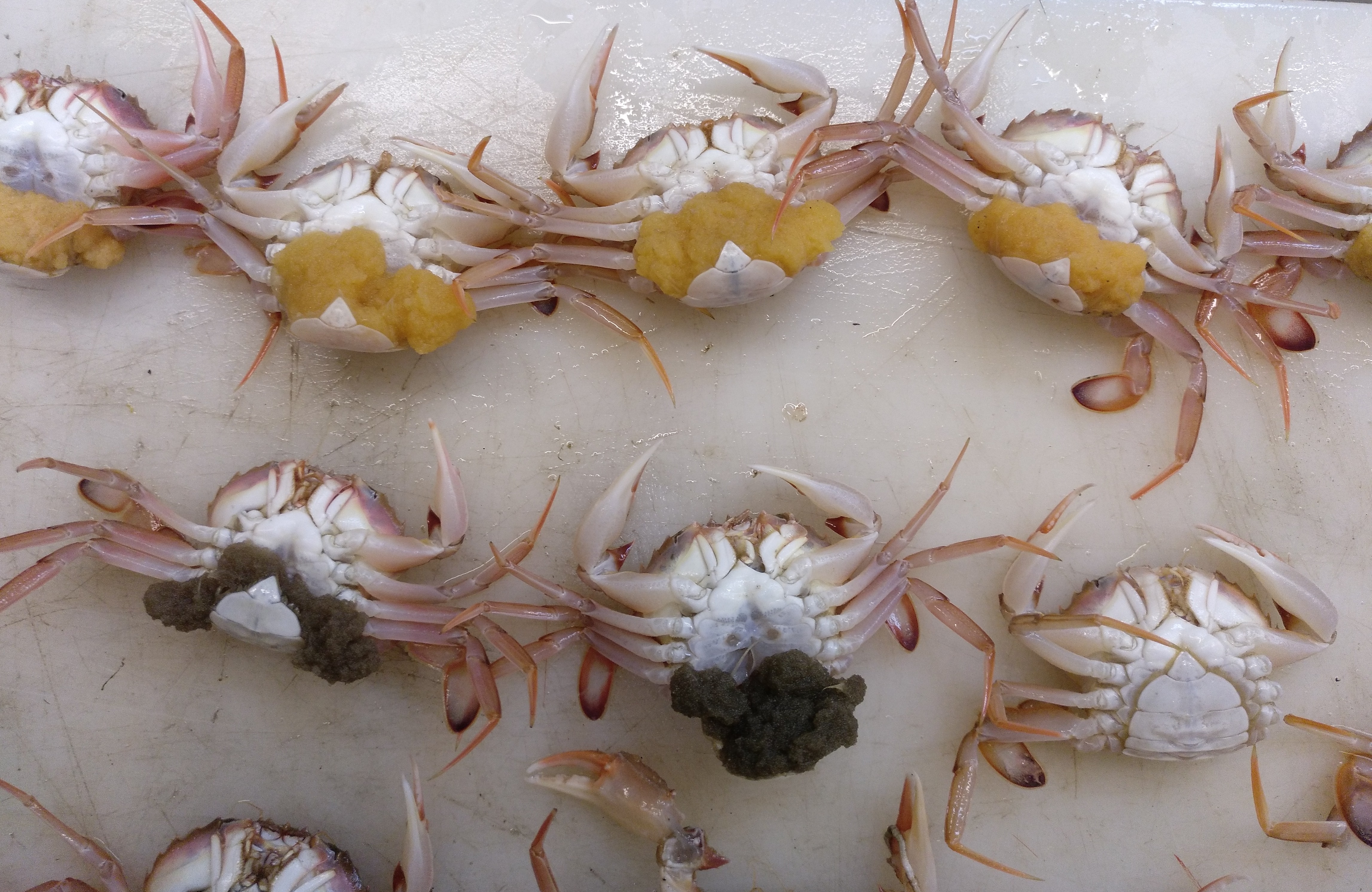 L’equip ha centrat l’estudi en el cranc de sopa o falsa nècora (<i>Liocarcinus depurator</i>), un crustaci decàpode d’interès comercial. 