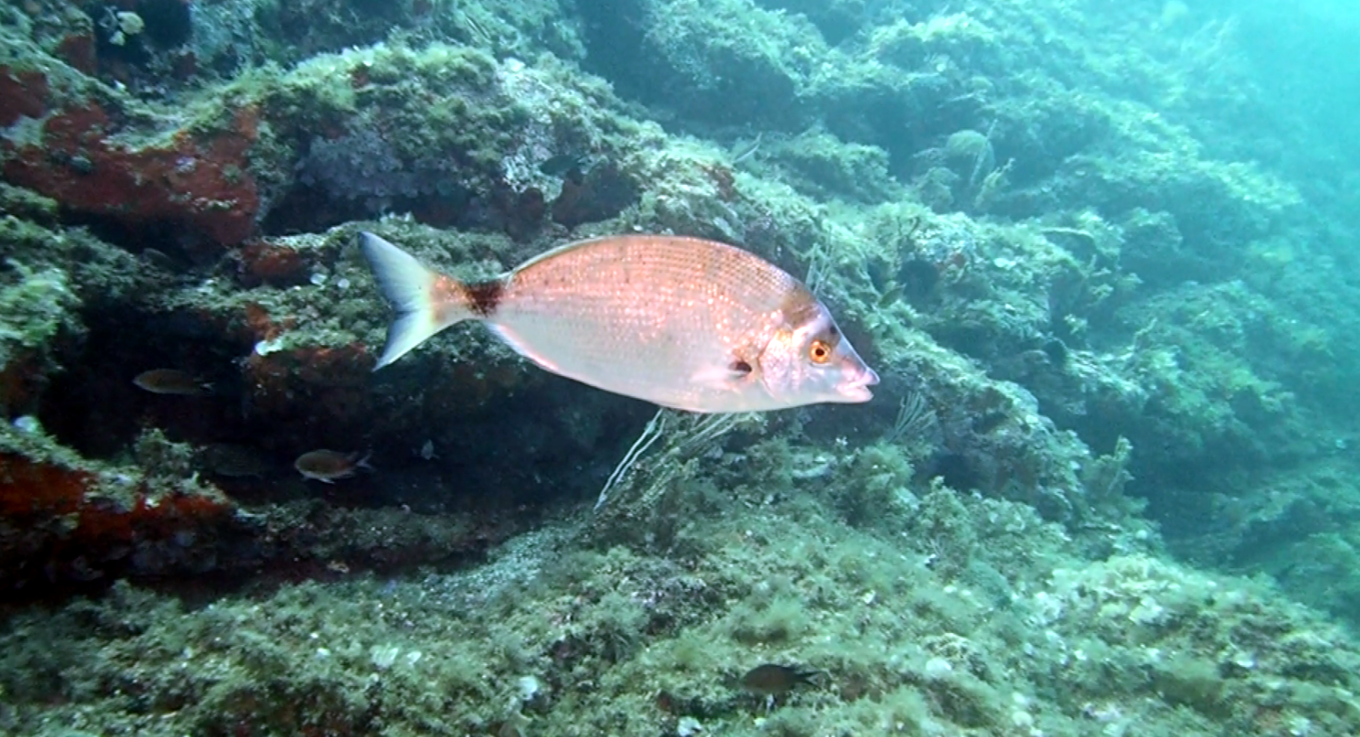 La morruda és un animal amb un paper ecològic molt important, ja que és l’únic peix mediterrani amb un espectre de preses ampli, que inclou preses tòxiques com ara esponges. Foto: Owen Wangensteen.