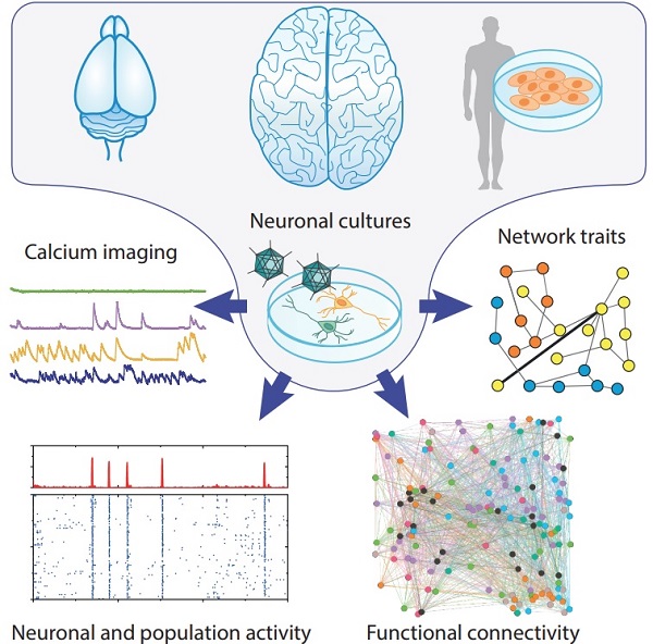 La técnica de registros de los niveles de calcio intracelulares para comparar las propiedades de los cultivos neuronales generados con la tecnología de reprogramación celular a partir de células humanas.