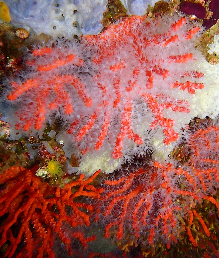Colònies de corall vermell en perfecte estat de conservació. Foto: Cristina Linares.