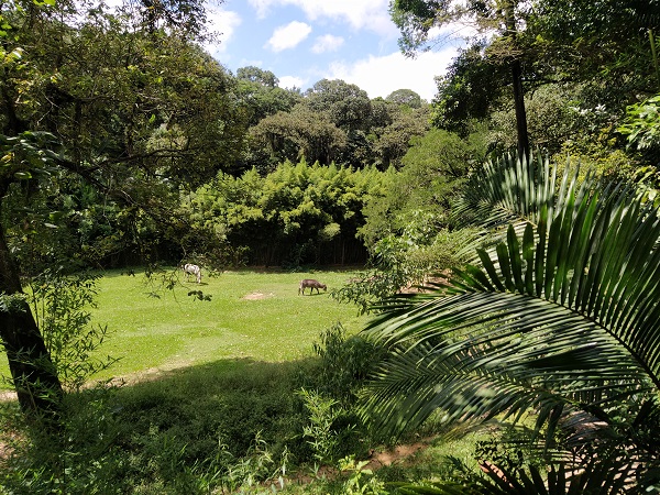 The study analyses the reaction of 18 species of large mammals to noise emitted by a drone in the large <i>ex situ</i> areas of the São Paulo Zoo (Brazil).