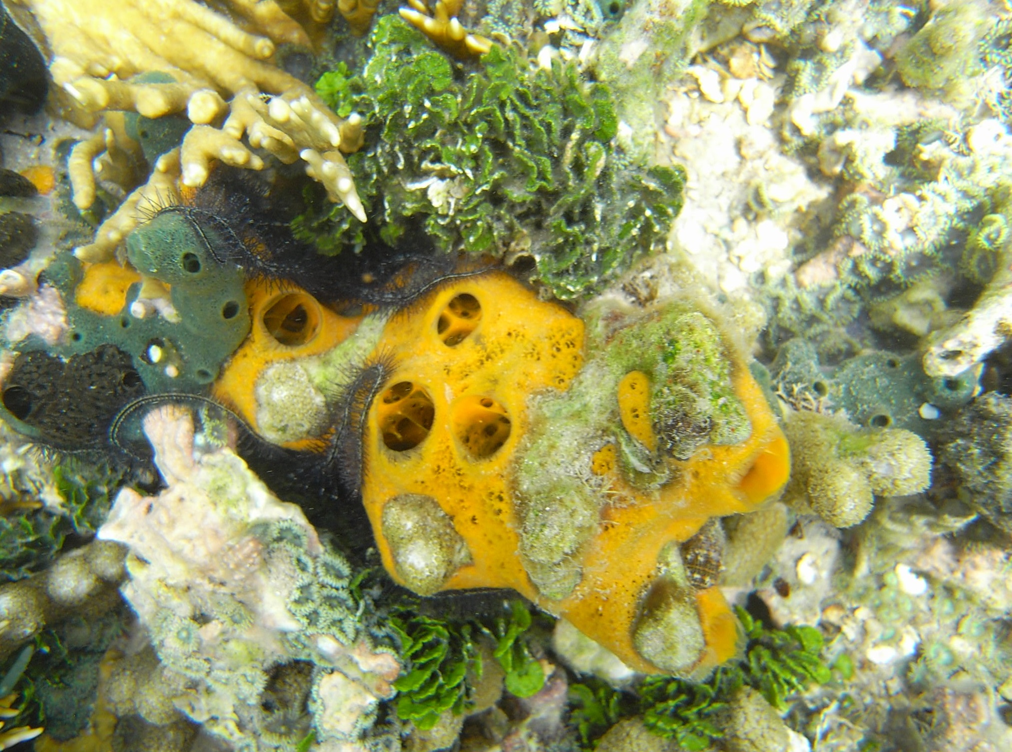 L'esponja marina <i>Mycale laevis</i> abunda en esculls coral·lins de mars tropicals i produeix un vitel heterogeni amb una barreja de lípids, proteïnes i fins i tot glucogen.