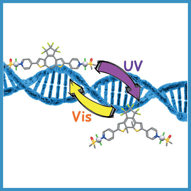 Les formes fotocommutables dissenyades pel grup d'investigadors de la UB presenten propietats d'interacció amb l'ADN i comportaments citotòxics diferents, de manera que es podria arribar a desenvolupar un nou tipus d'agents fotoactivables amb potencial activitat antitumoral.