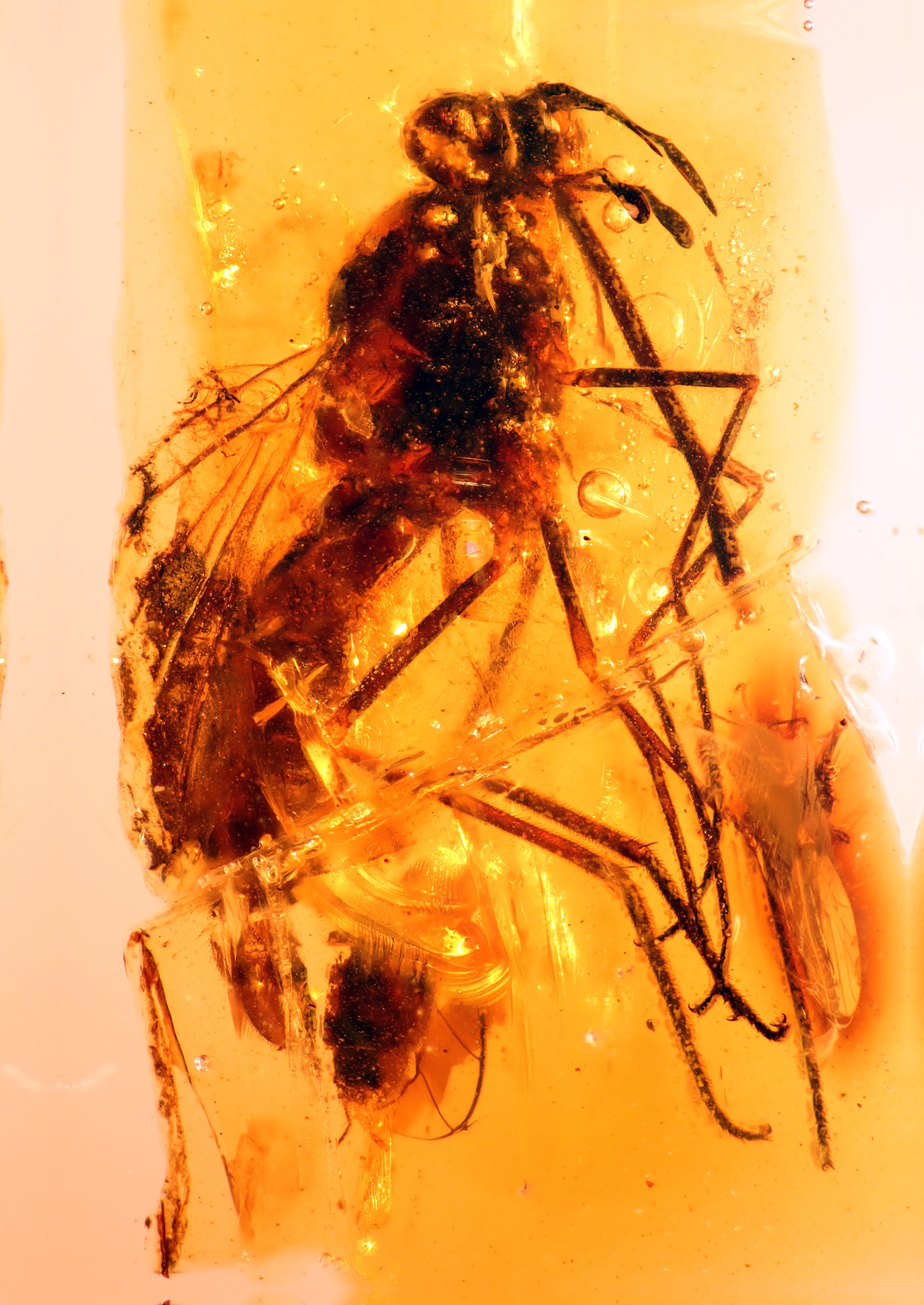 Una peça d'ambre del jaciment d'El Soplao amb un exemplar de l'espècie <i>Buccinatormyia magnifica</i>. 