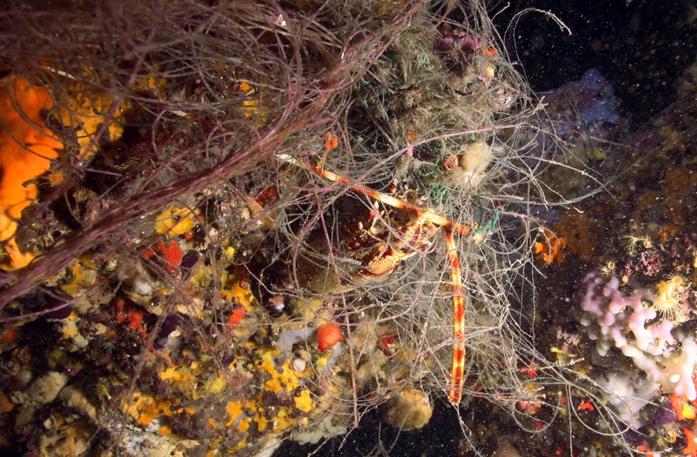 Les arts de pesca enrocades als fons marins són autèntiques «xarxes fantasma» que continuen capturant organismes durant molts mesos.