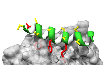 Esquema de la interacció proteïna-proteïna. Imatge: IBEC