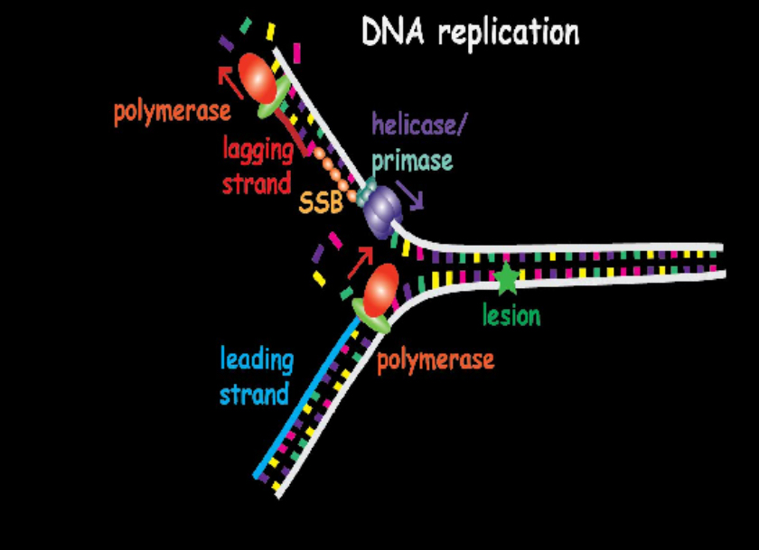 En el procés de replicació del DNA, se separen les dues cadenes que actuen de motlle per sintetitzar una cadena complementària, la qual s’unirà a cadascuna de les cadenes inicials per crear dues molècules de DNA idèntiques a l’original.