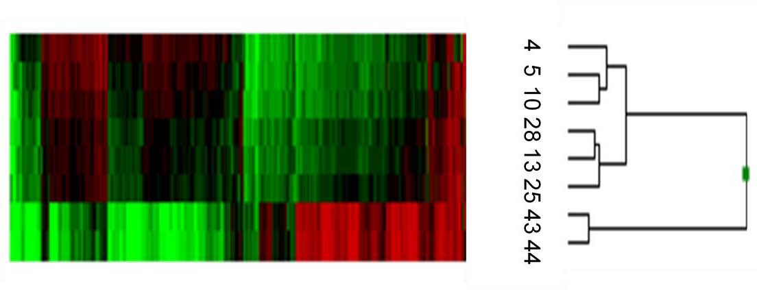 Fragment de l'epigenoma de biòpsies testiculars pertanyents a cinc pacients. Vermell indica metilació (gen apagat); verd indica absència de metilació (gen encès).