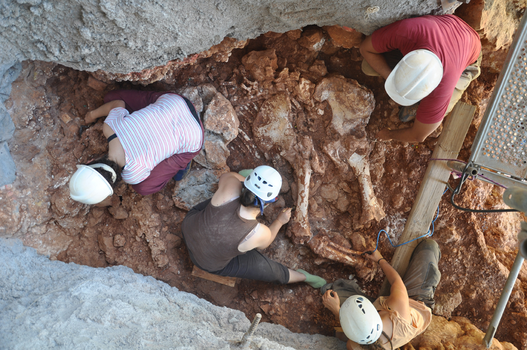 Les restes són les primeres que es troben al massís del Garraf d’un esquelet pràcticament complet de proboscidis.
