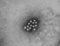 Imatge del virus de l