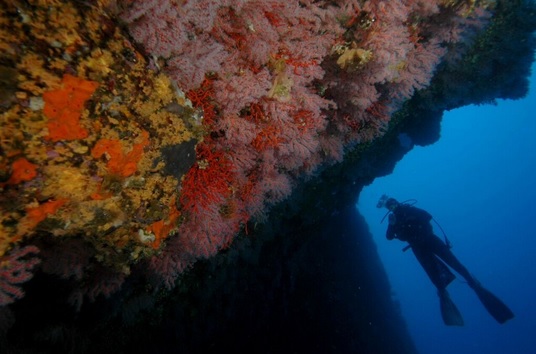 El corall vermell (<i>Corallium rubrum</i>) és un organisme molt fràgil i vulnerable, i té un creixement molt lent.  