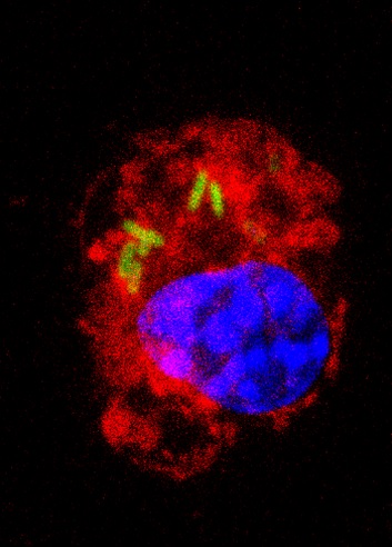 Els macròfags esdevenen el nínxol biològic preferencial d’algunes soques bacterianes per replicar-se i disseminar-se per tot el cos. 