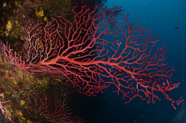 La gorgònia vermella aporta gran part de la seva estructura tridimensional, biomassa i complexitat a l’hàbitat marí.