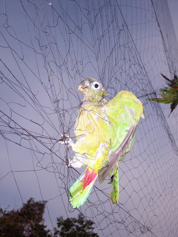 La captura per al comerç local i internacional és una de les principals amenaces que pateixen aquestes aus tropicals. 