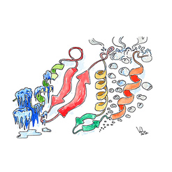 Representació artística de la sequència de la selecció per temperatura pel cas d'una proteïna hidratada. Imagen: V. Bianco.