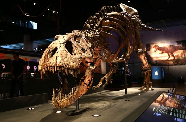 L’extraordinari esquelet fossilitzat d’un dels dinosaures que més han inspirat el món del cinema.
