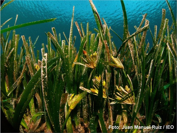 La <i>Posidonia oceanica</i> té un creixement lent que limita la seva capacitat d’adaptació als canvis mediambientals.