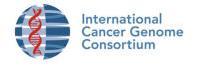L'aportació espanyola a l'ICGC se centra en l'estudi del genoma de la leucèmia limfàtica crònica (Projecte LLC)