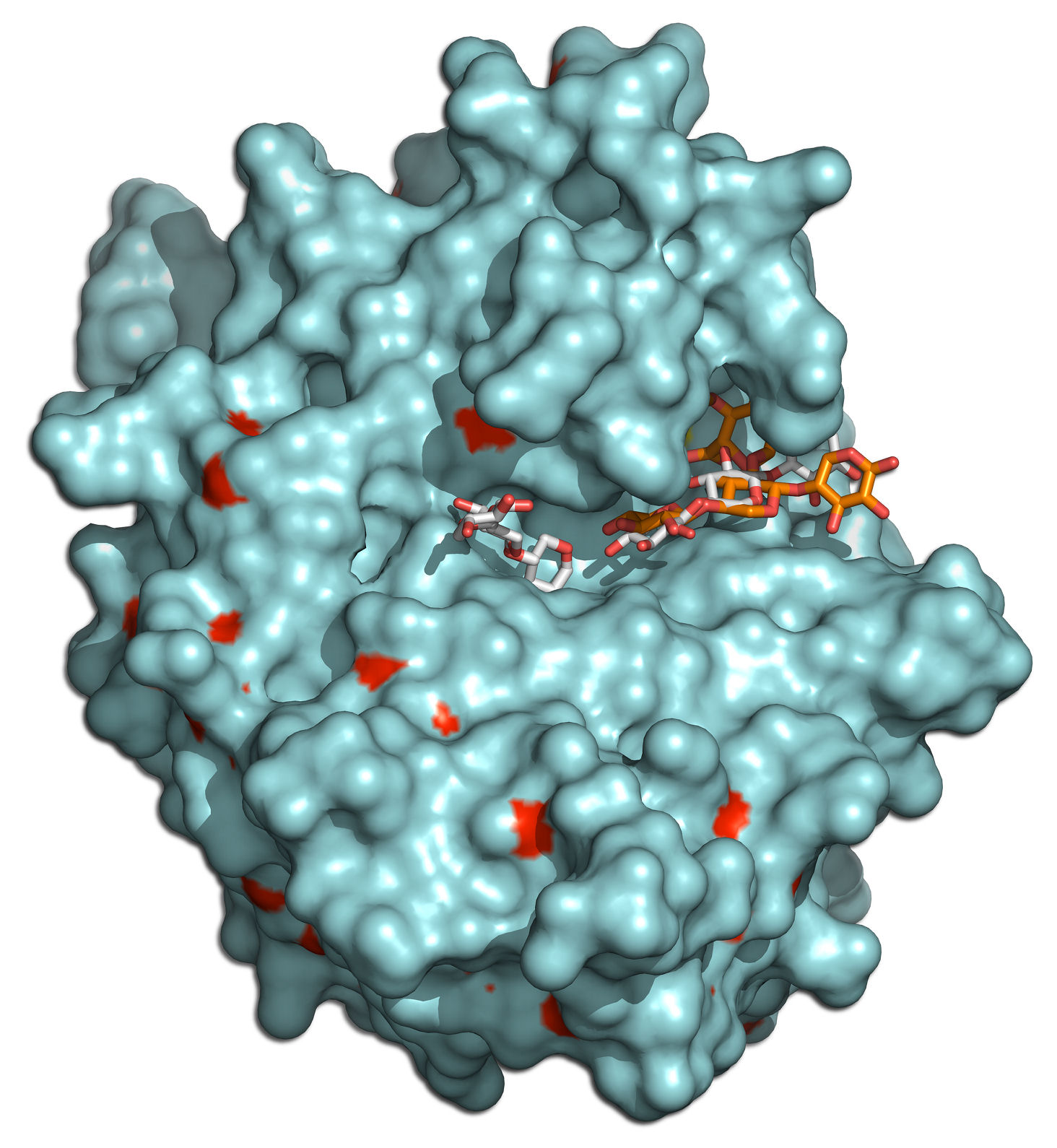 Estructura tridimensional de l’enzim Xyn10B amb un substrat de xilà en el centre actiu 