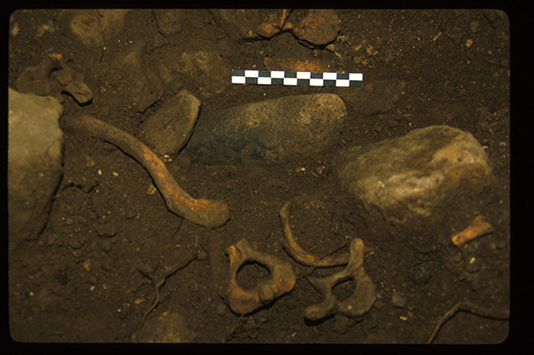 Detall de restes humanes de la Cova de la Guineu. Foto: arxiu SERP.