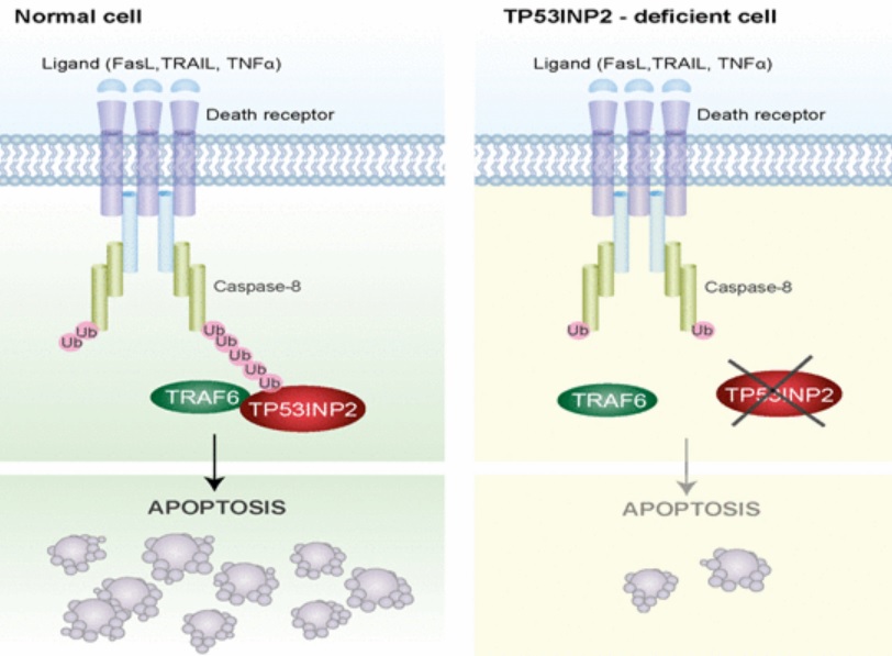 Segons el nou treball, la proteïna TP53INP2 podria augmentar l'eficàcia de certs tractaments de quimioteràpia.