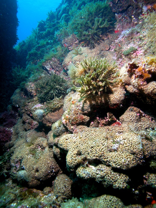 El corall <i>Cladocora caespitosa</i> està catalogat com una espècie en perill a causa, sobretot, de les mortaldats associades a l’escalfament global.